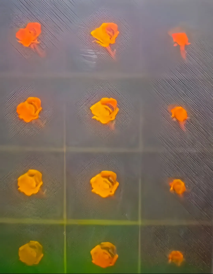 2026.4.6花海4